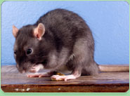 rat control Newhaven